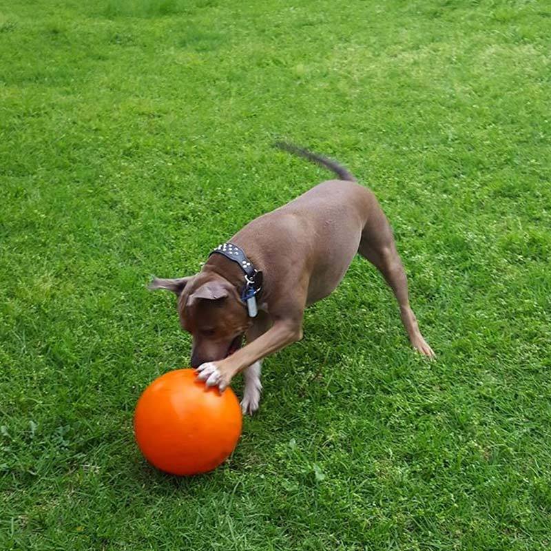 staffy ball