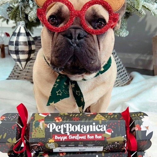 Pet Botanica Doggie Christmas Bon Bon Approx 95G