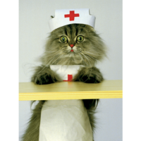 Pet Meds