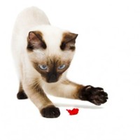 Cat Toys