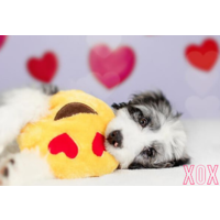 Valentine's Day